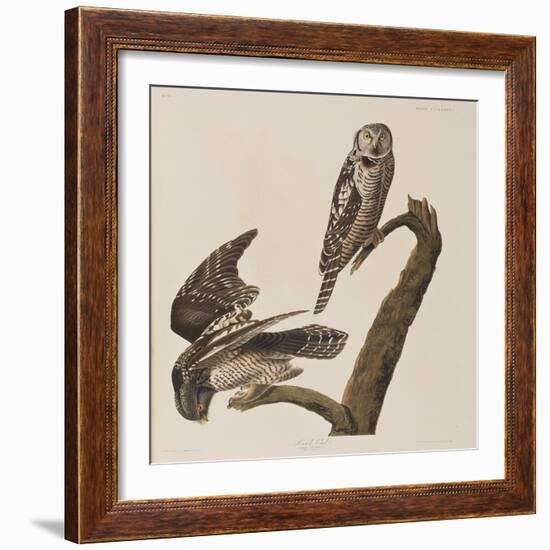 Illustration from 'Birds of America', 1827-38-John James Audubon-Framed Giclee Print