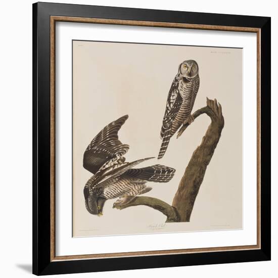 Illustration from 'Birds of America', 1827-38-John James Audubon-Framed Giclee Print