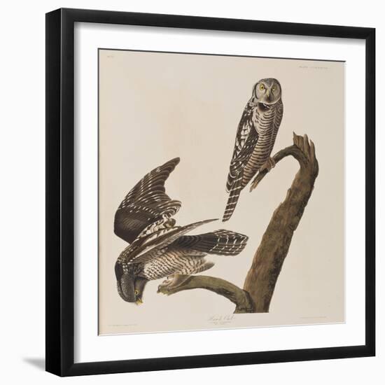 Illustration from 'Birds of America', 1827-38-John James Audubon-Framed Giclee Print