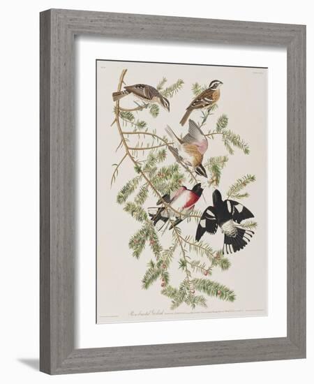 Illustration from 'Birds of America', 1827-38-John James Audubon-Framed Giclee Print