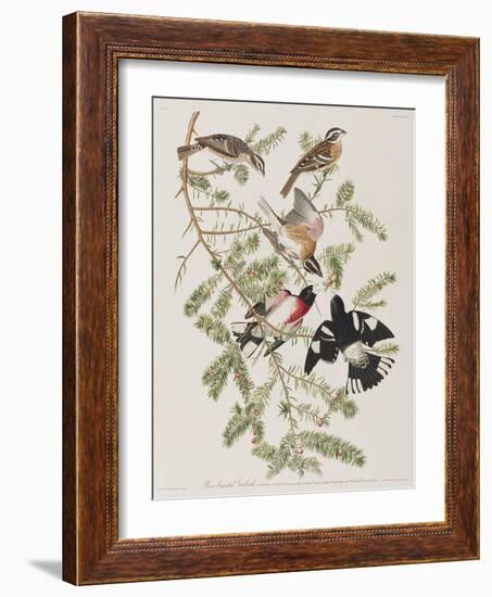 Illustration from 'Birds of America', 1827-38-John James Audubon-Framed Giclee Print