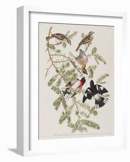 Illustration from 'Birds of America', 1827-38-John James Audubon-Framed Giclee Print