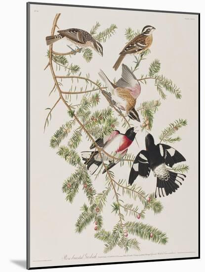 Illustration from 'Birds of America', 1827-38-John James Audubon-Mounted Giclee Print