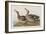 Illustration from 'Birds of America', 1827-38-John James Audubon-Framed Giclee Print