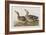 Illustration from 'Birds of America', 1827-38-John James Audubon-Framed Giclee Print