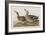 Illustration from 'Birds of America', 1827-38-John James Audubon-Framed Giclee Print