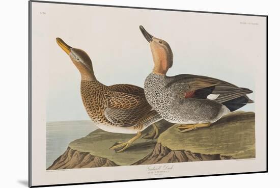 Illustration from 'Birds of America', 1827-38-John James Audubon-Mounted Giclee Print