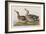 Illustration from 'Birds of America', 1827-38-John James Audubon-Framed Giclee Print