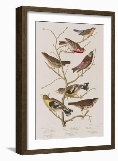 Illustration from 'Birds of America', 1827-38-John James Audubon-Framed Giclee Print