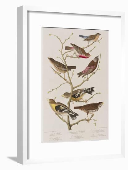 Illustration from 'Birds of America', 1827-38-John James Audubon-Framed Giclee Print