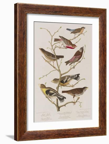 Illustration from 'Birds of America', 1827-38-John James Audubon-Framed Giclee Print