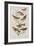 Illustration from 'Birds of America', 1827-38-John James Audubon-Framed Giclee Print