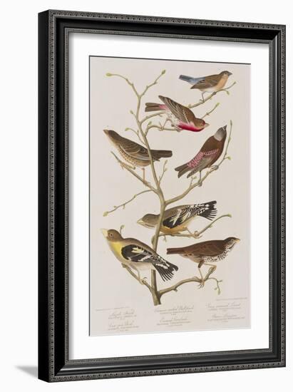 Illustration from 'Birds of America', 1827-38-John James Audubon-Framed Giclee Print