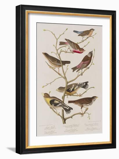 Illustration from 'Birds of America', 1827-38-John James Audubon-Framed Giclee Print