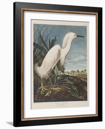 Illustration from 'Birds of America', 1827-38-John James Audubon-Framed Giclee Print