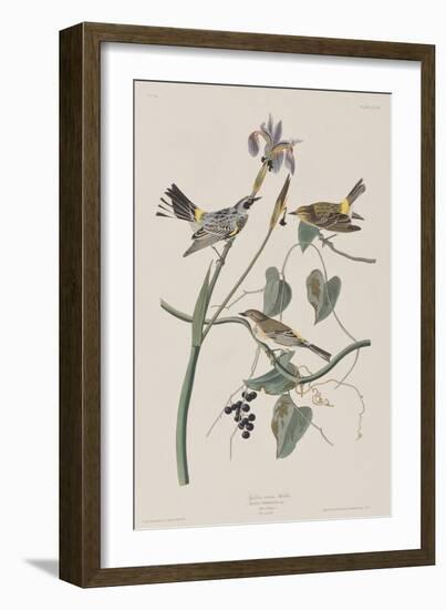 Illustration from 'Birds of America', 1827-38-John James Audubon-Framed Giclee Print