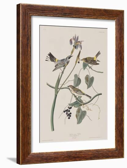 Illustration from 'Birds of America', 1827-38-John James Audubon-Framed Giclee Print