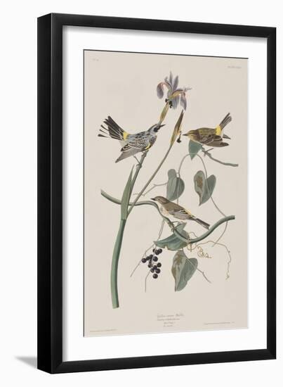 Illustration from 'Birds of America', 1827-38-John James Audubon-Framed Giclee Print