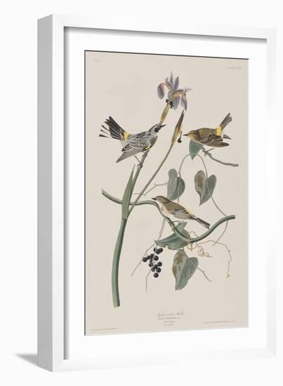 Illustration from 'Birds of America', 1827-38-John James Audubon-Framed Giclee Print