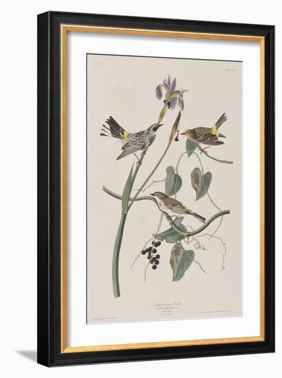 Illustration from 'Birds of America', 1827-38-John James Audubon-Framed Giclee Print