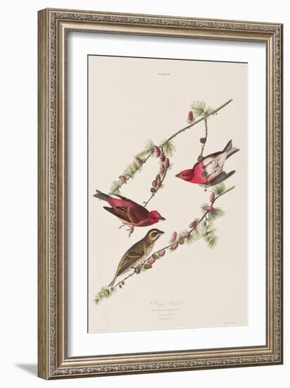 Illustration from 'Birds of America', 1827-38-John James Audubon-Framed Giclee Print