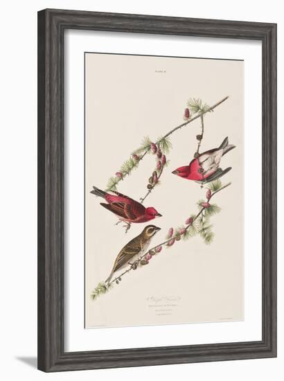 Illustration from 'Birds of America', 1827-38-John James Audubon-Framed Giclee Print