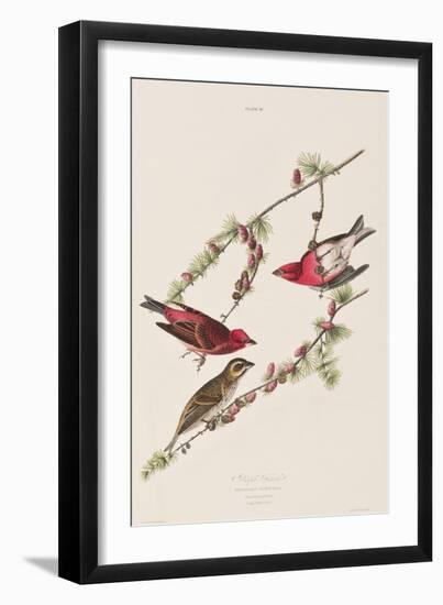 Illustration from 'Birds of America', 1827-38-John James Audubon-Framed Giclee Print