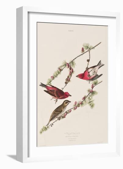 Illustration from 'Birds of America', 1827-38-John James Audubon-Framed Giclee Print