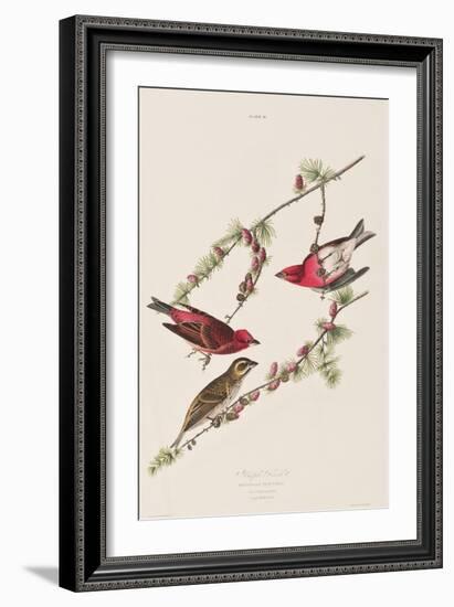 Illustration from 'Birds of America', 1827-38-John James Audubon-Framed Giclee Print