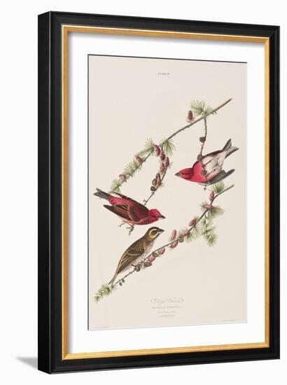 Illustration from 'Birds of America', 1827-38-John James Audubon-Framed Giclee Print