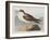 Illustration from 'Birds of America', 1827-38-John James Audubon-Framed Giclee Print