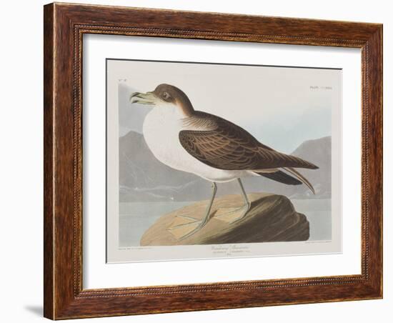 Illustration from 'Birds of America', 1827-38-John James Audubon-Framed Giclee Print