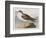 Illustration from 'Birds of America', 1827-38-John James Audubon-Framed Giclee Print