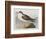 Illustration from 'Birds of America', 1827-38-John James Audubon-Framed Giclee Print