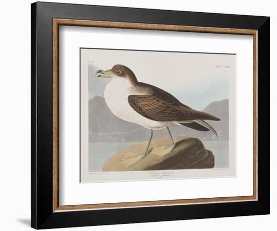 Illustration from 'Birds of America', 1827-38-John James Audubon-Framed Giclee Print