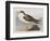 Illustration from 'Birds of America', 1827-38-John James Audubon-Framed Giclee Print