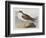 Illustration from 'Birds of America', 1827-38-John James Audubon-Framed Giclee Print