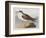 Illustration from 'Birds of America', 1827-38-John James Audubon-Framed Giclee Print