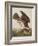 Illustration from 'Birds of America', 1827-38-John James Audubon-Framed Giclee Print