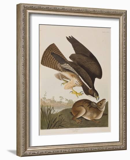 Illustration from 'Birds of America', 1827-38-John James Audubon-Framed Giclee Print