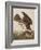 Illustration from 'Birds of America', 1827-38-John James Audubon-Framed Giclee Print