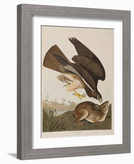 Illustration from 'Birds of America', 1827-38-John James Audubon-Framed Giclee Print