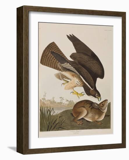 Illustration from 'Birds of America', 1827-38-John James Audubon-Framed Giclee Print