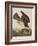 Illustration from 'Birds of America', 1827-38-John James Audubon-Framed Giclee Print