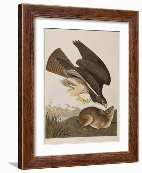 Illustration from 'Birds of America', 1827-38-John James Audubon-Framed Giclee Print