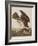 Illustration from 'Birds of America', 1827-38-John James Audubon-Framed Giclee Print