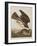 Illustration from 'Birds of America', 1827-38-John James Audubon-Framed Giclee Print