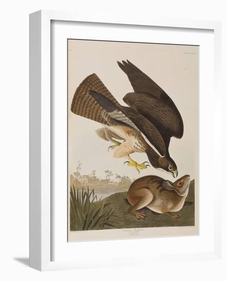 Illustration from 'Birds of America', 1827-38-John James Audubon-Framed Giclee Print