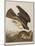 Illustration from 'Birds of America', 1827-38-John James Audubon-Mounted Giclee Print