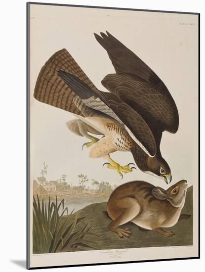 Illustration from 'Birds of America', 1827-38-John James Audubon-Mounted Giclee Print